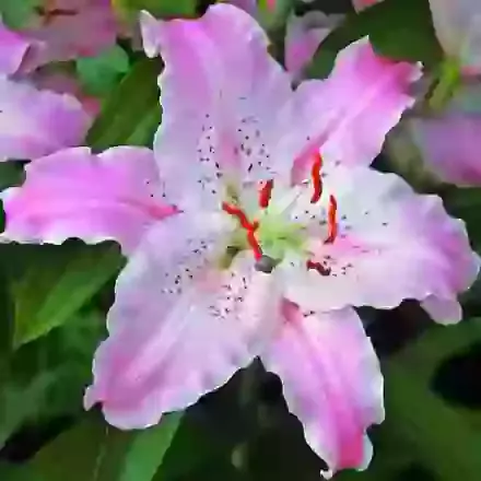 Oriental Hybrids